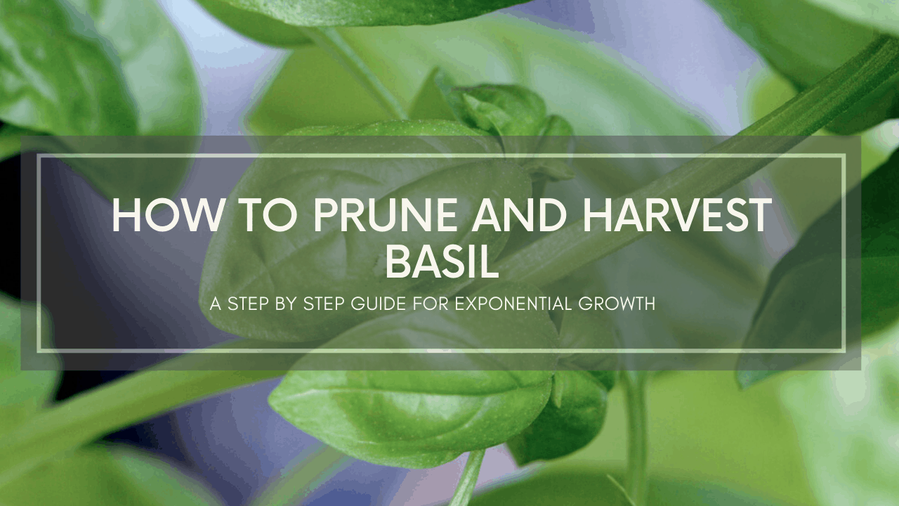 video how to prune and harvest basil